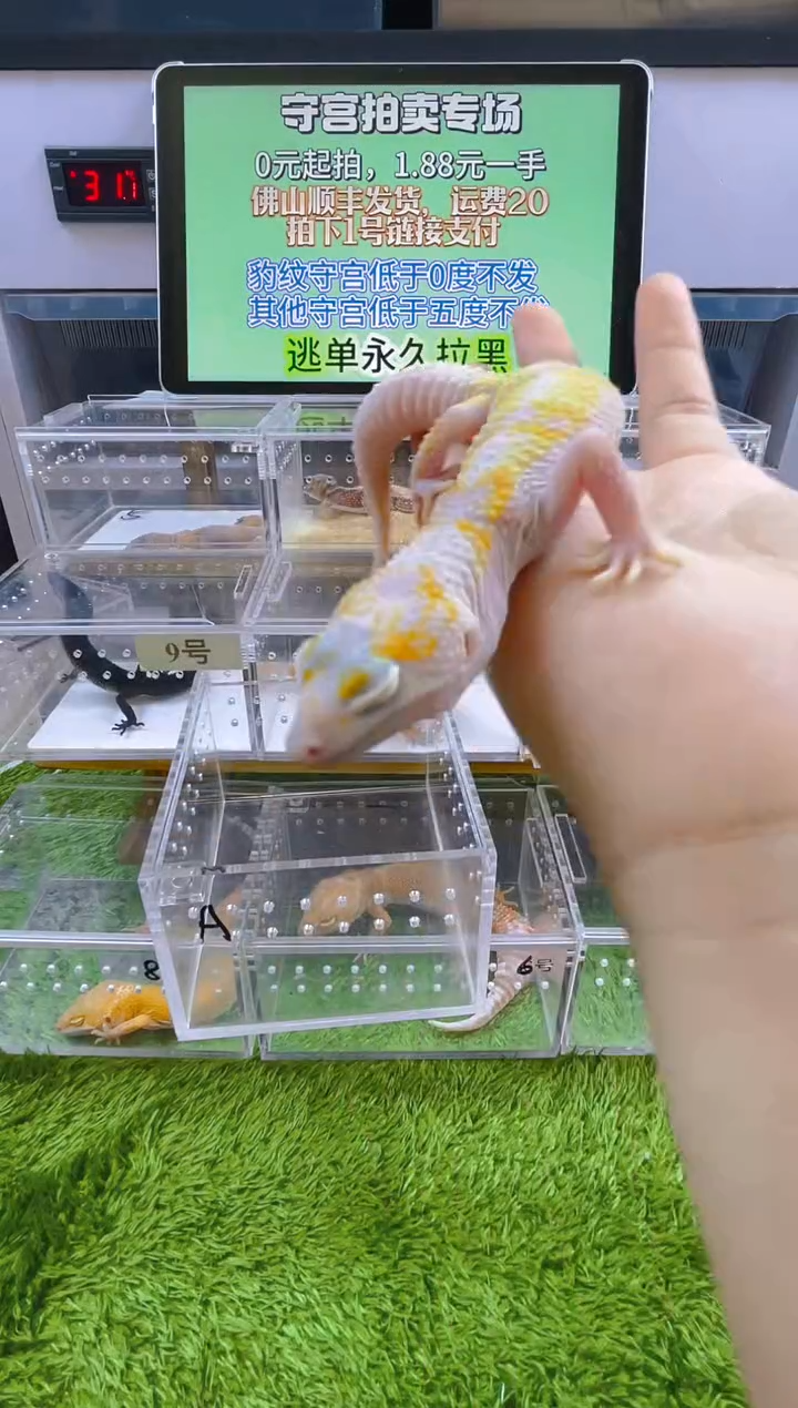 豹纹守宫可爱温顺好玩守宫迷人