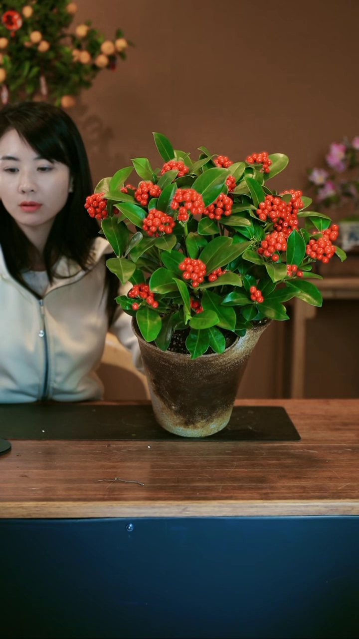 【闪购商品】盆景红玉珠