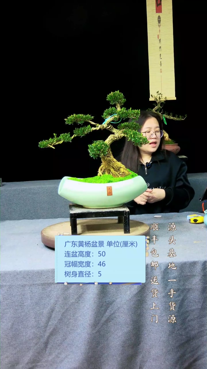 【闪购商品】黄杨盆景黄杨盆景