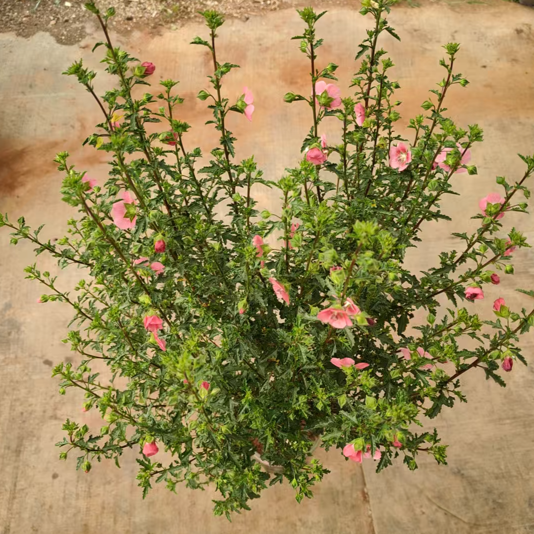 小木槿盆栽棒棒糖造型