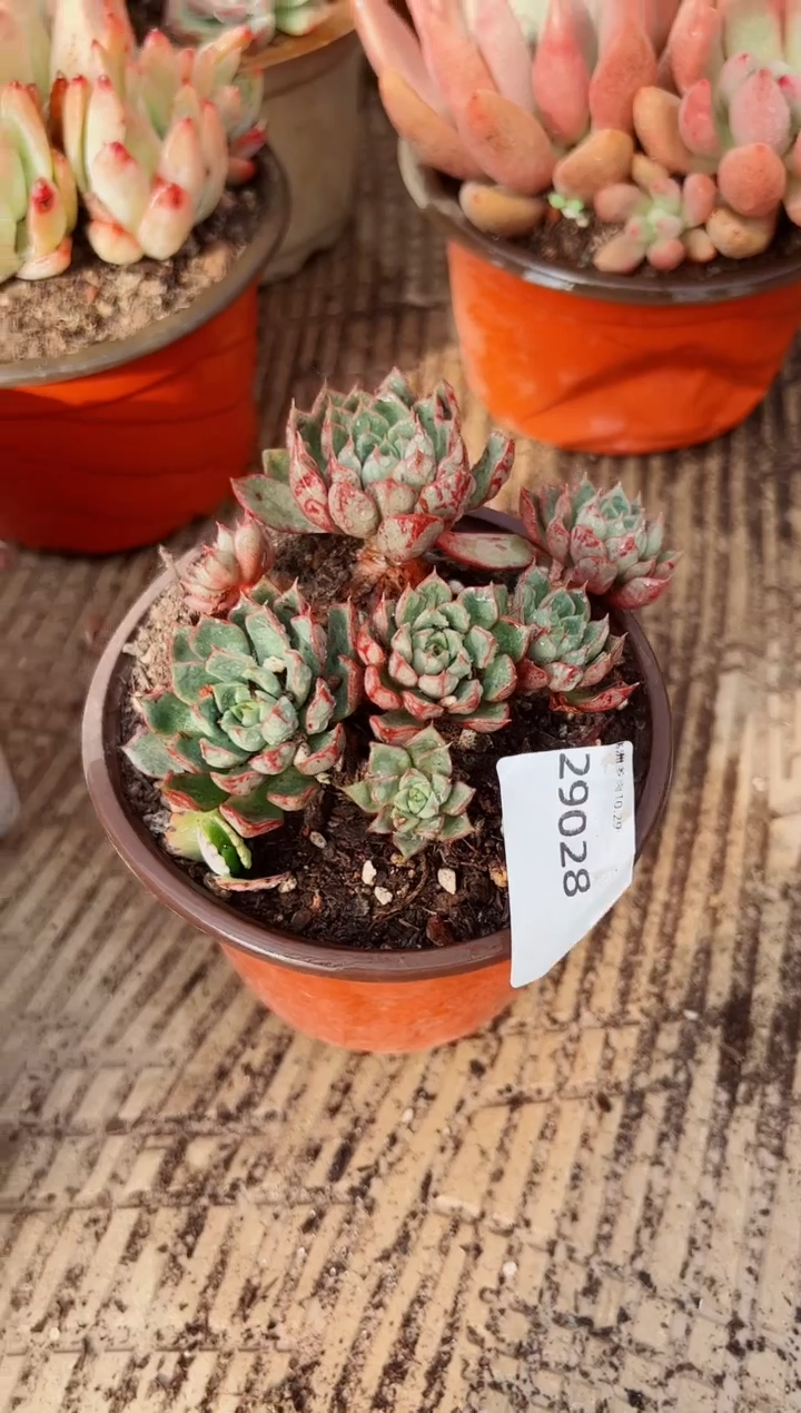 海*多肉植物一物一拍29028