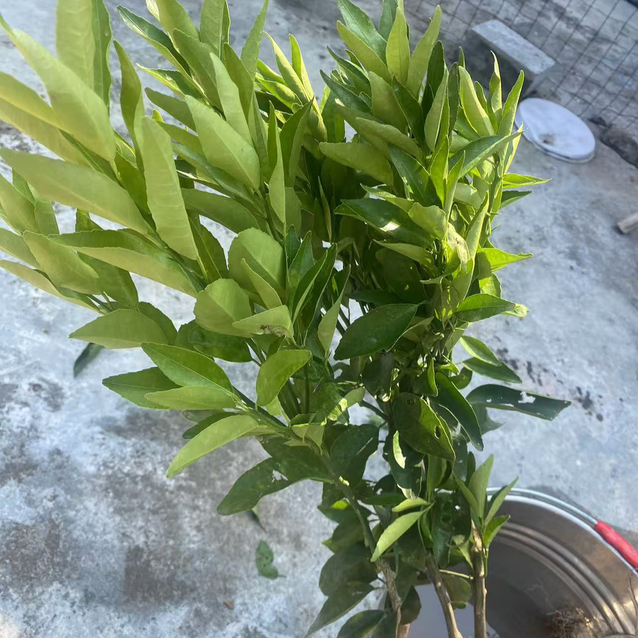 直播专用链接 一物一拍