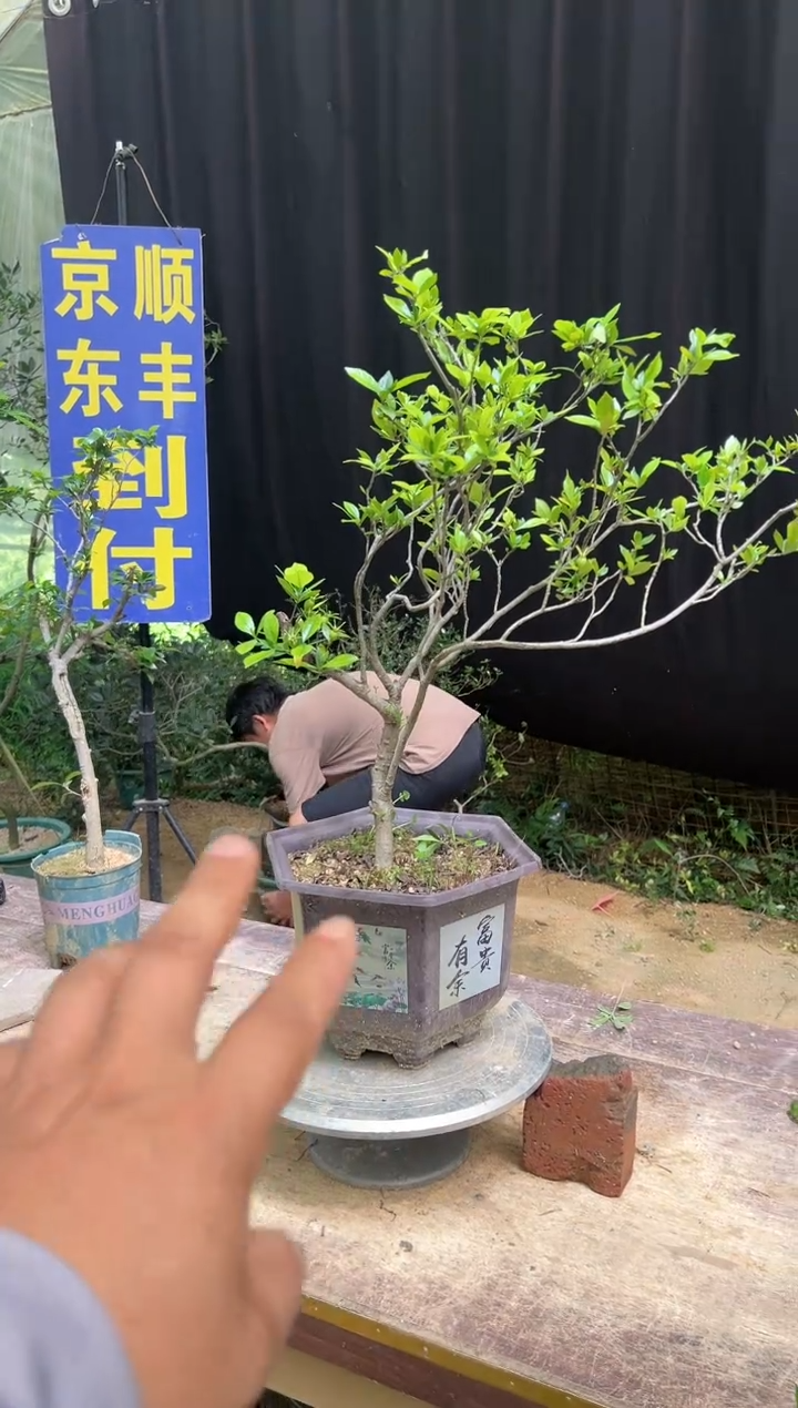 当前无花朵，栽培后可花朵大*海岛栀子花