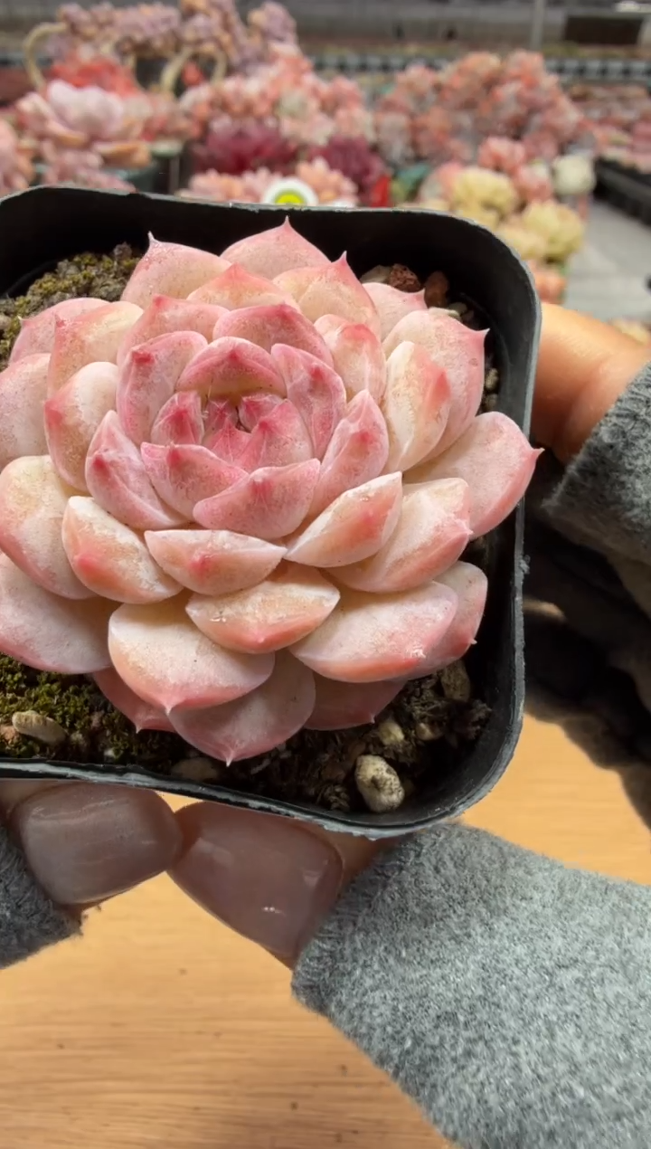 东云多肉园二店-12