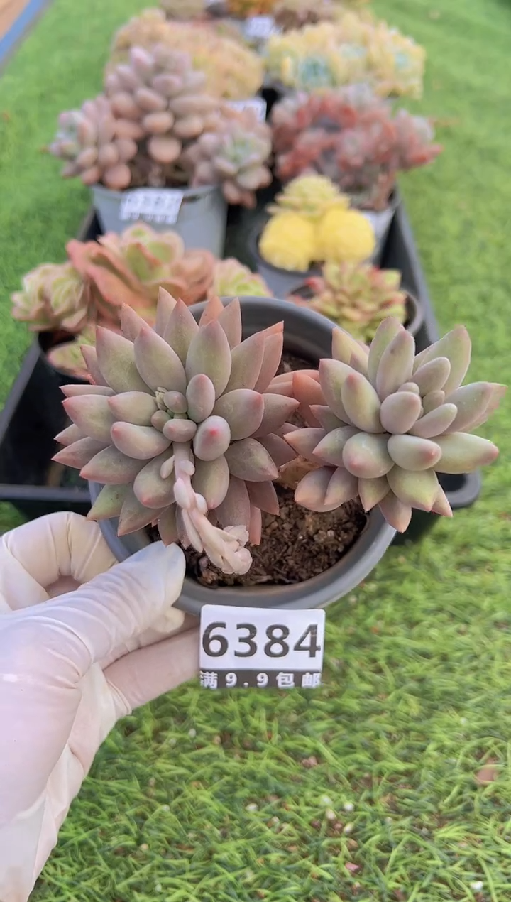 【闪购商品】信福多肉一物一拍