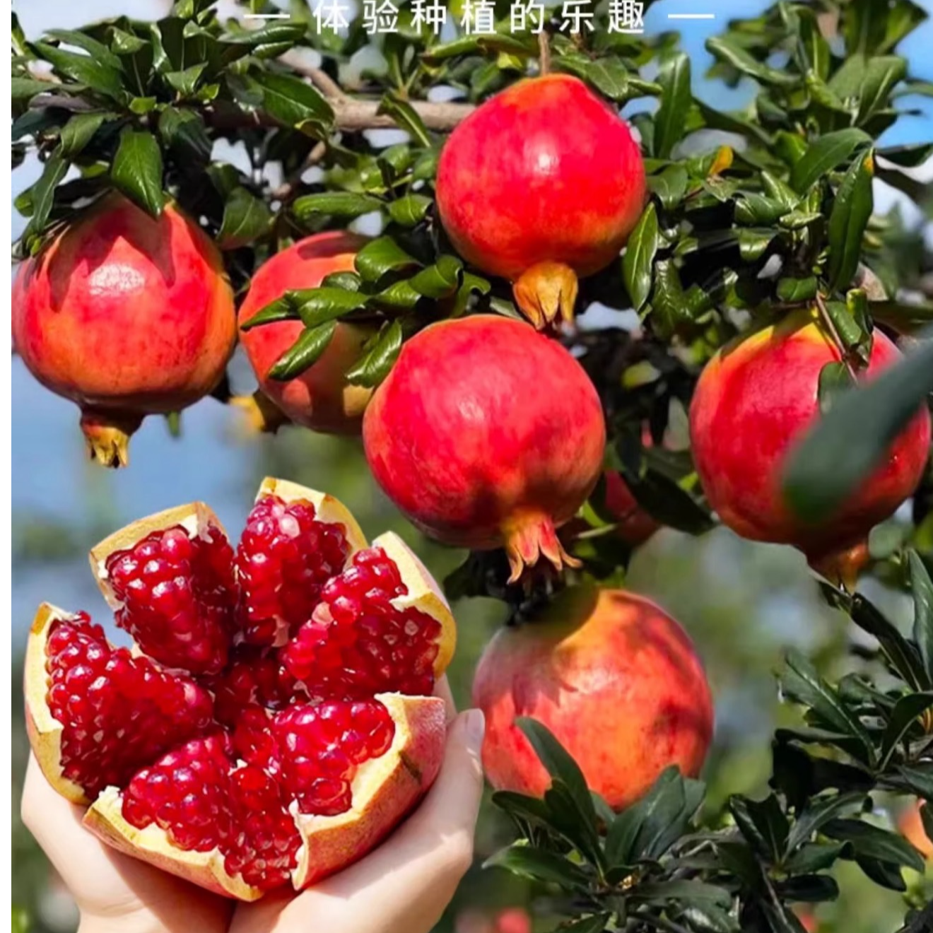 【一物一拍】软籽石榴树苗大果树苗庭院露天盆栽地栽苗木源头直发