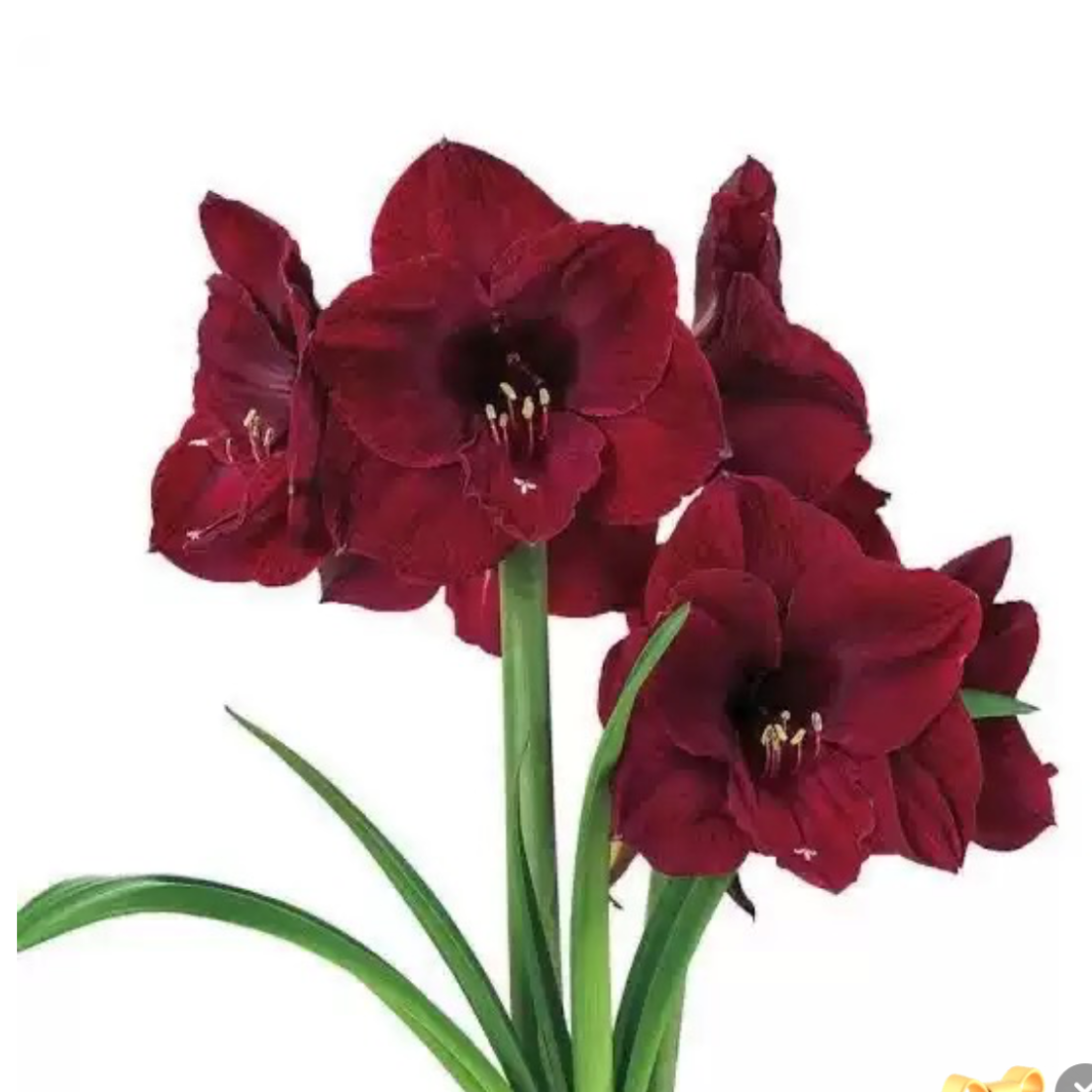 现货 单瓣朱顶红【本菲卡】 艺晓花卉1颗包邮