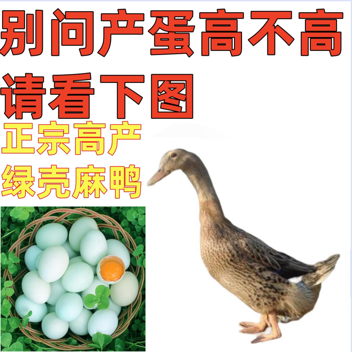 新店福利【半斤】高产蛋麻鸭