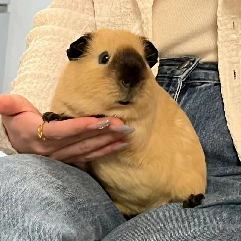 网红荷兰猪活物进口黄加州豚鼠小宠物自家繁殖适合家庭喂养不咬人