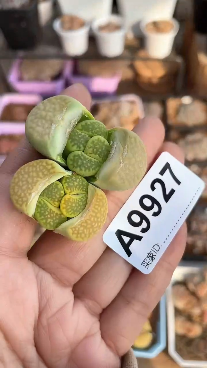 【闪购商品】9927直播一物一拍