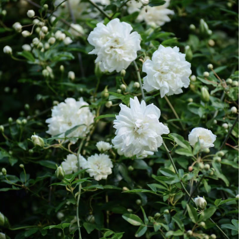 白色木香花大苗盆栽浓香花卉阳台庭院爬藤蔷薇可做垂吊花卉绿植物