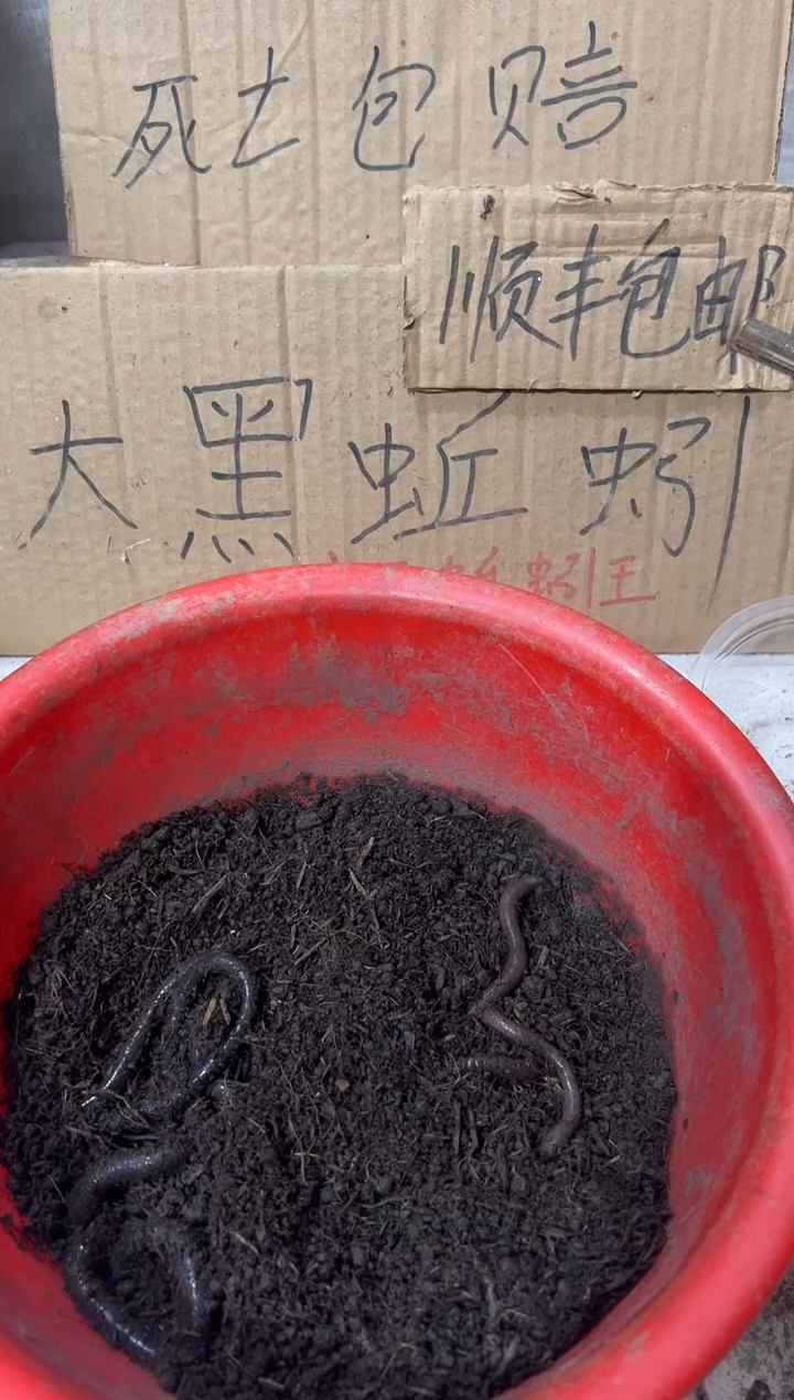 广西广地龙黑蚯蚓一斤