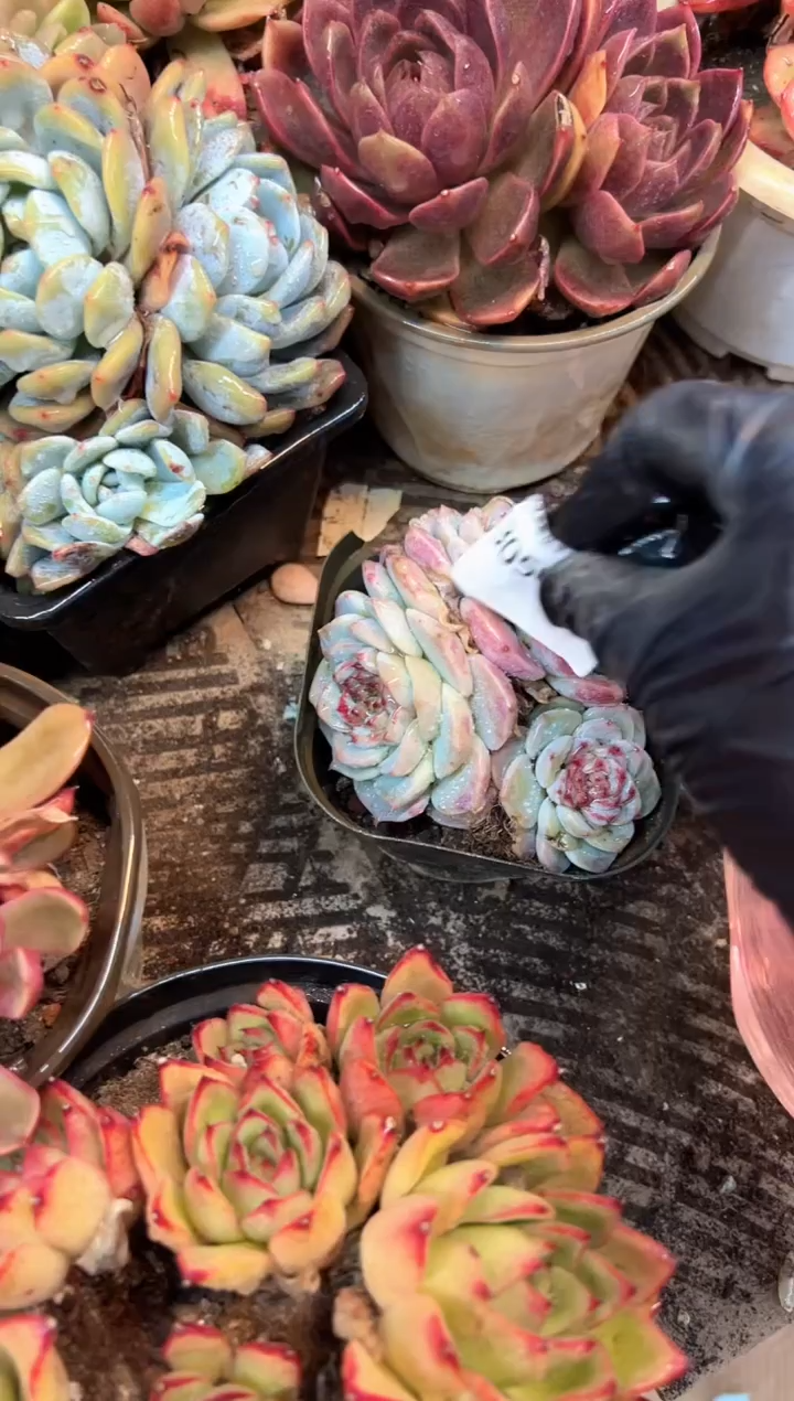 ?**斯多肉植物一物一拍30501