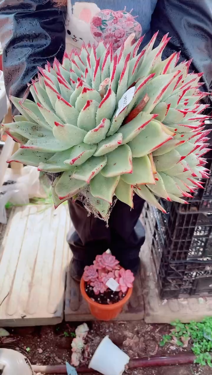 忙*跃跃精品多肉02094