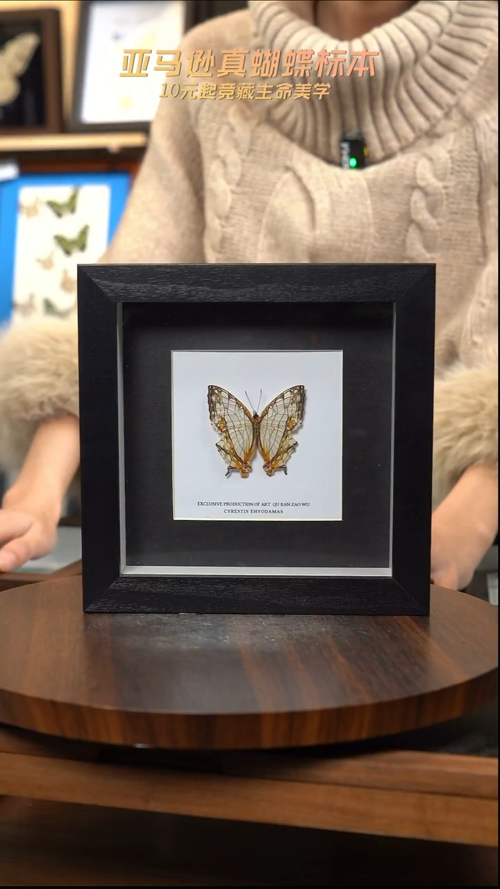 网丝蛱蝶6寸方框 