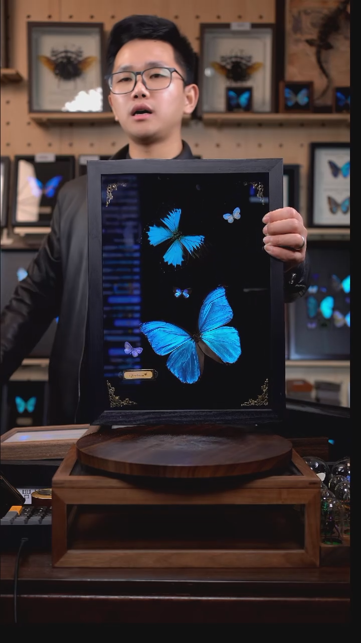 天堂凤蝶+大蓝闪蝶组合