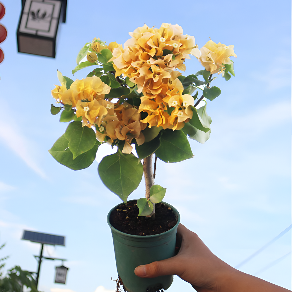 [加州黄金 盆苗]三角梅 勤花稀少四季开品种