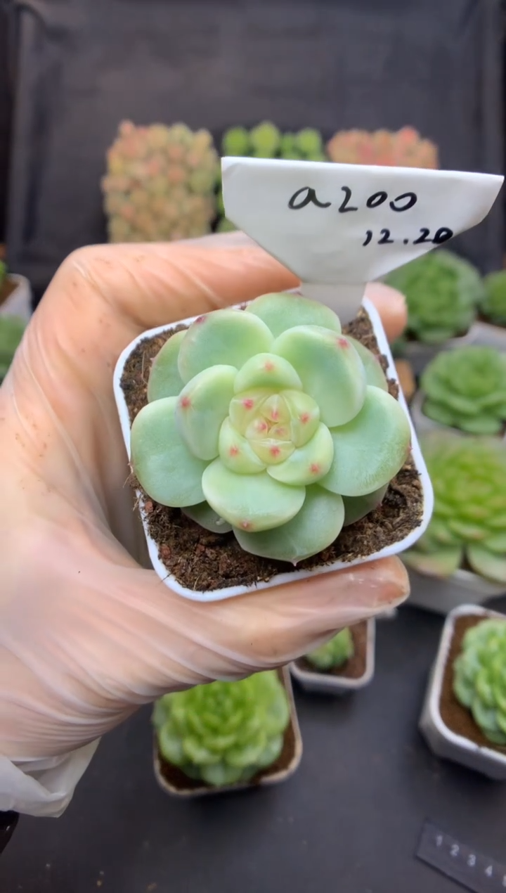 a200 皓月珍妮 可带盆土 32.8