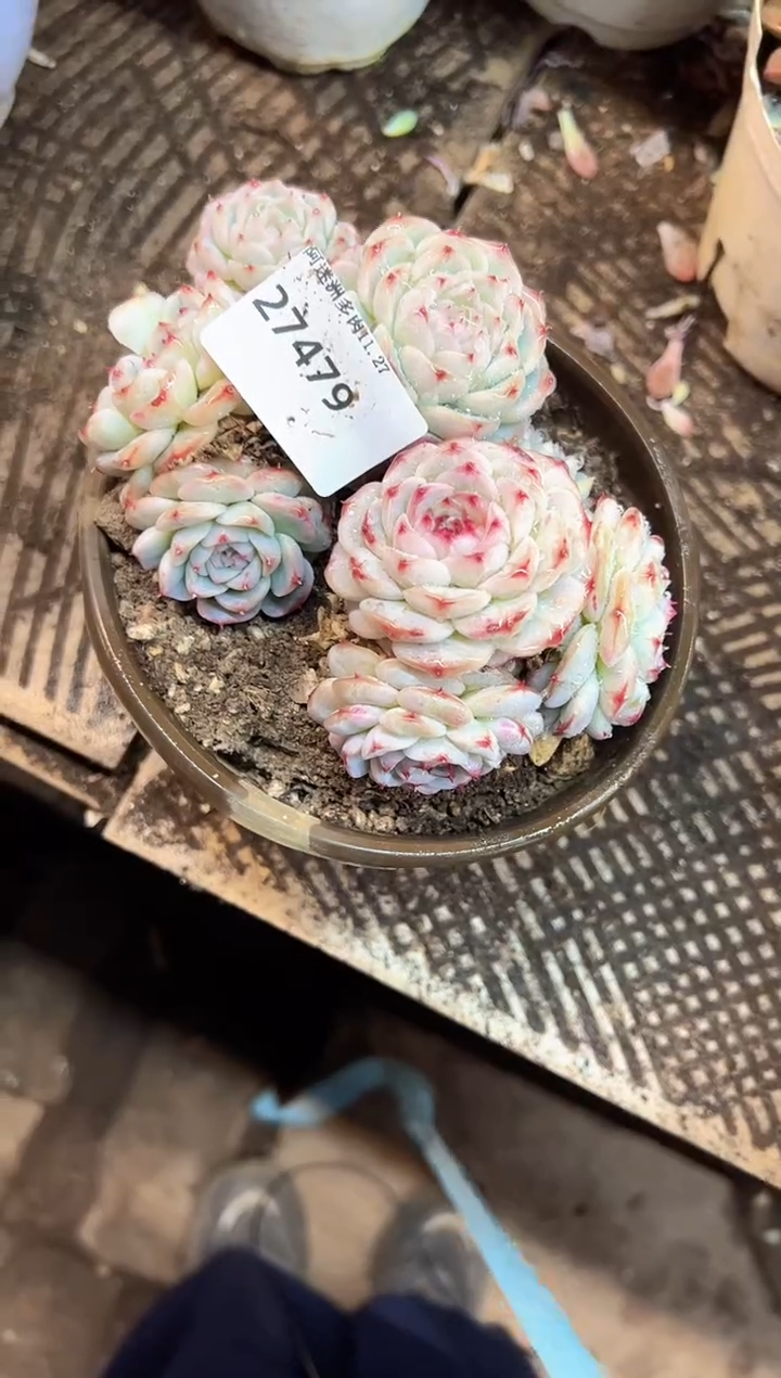 用****7多肉植物一物一拍27479