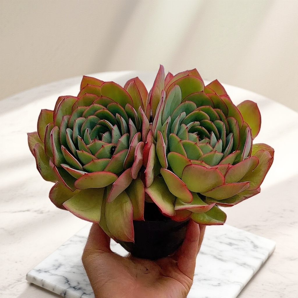 12#多头牡丹亭 小头偏多  带盆 多肉植物【满15包邮】带盆新手