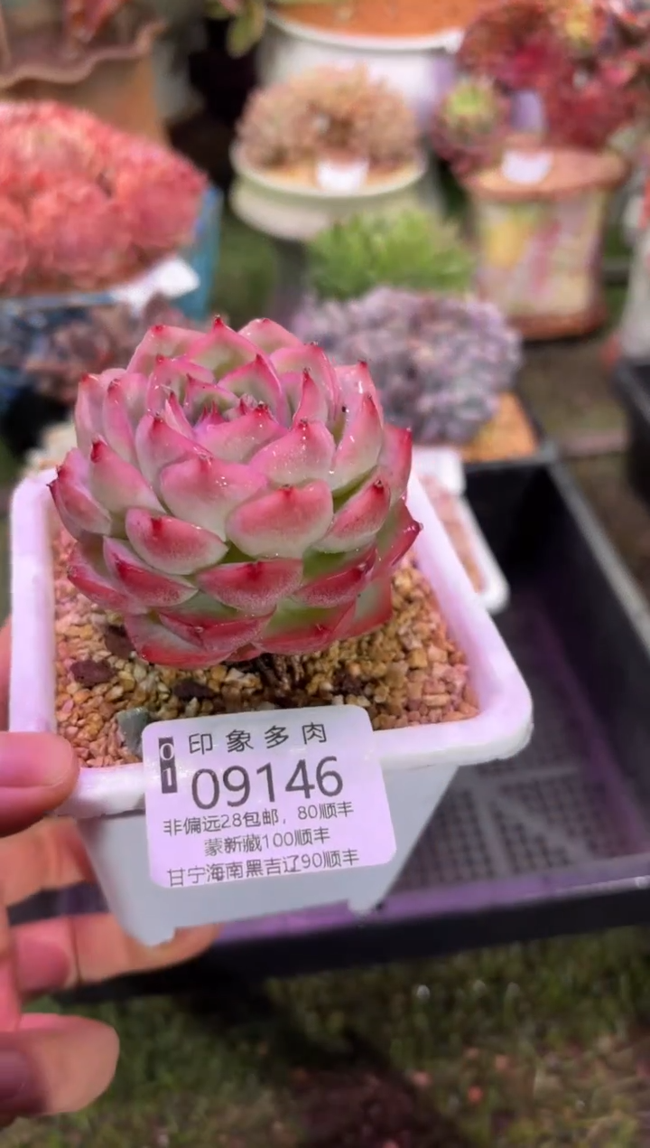 【闪购商品】09146