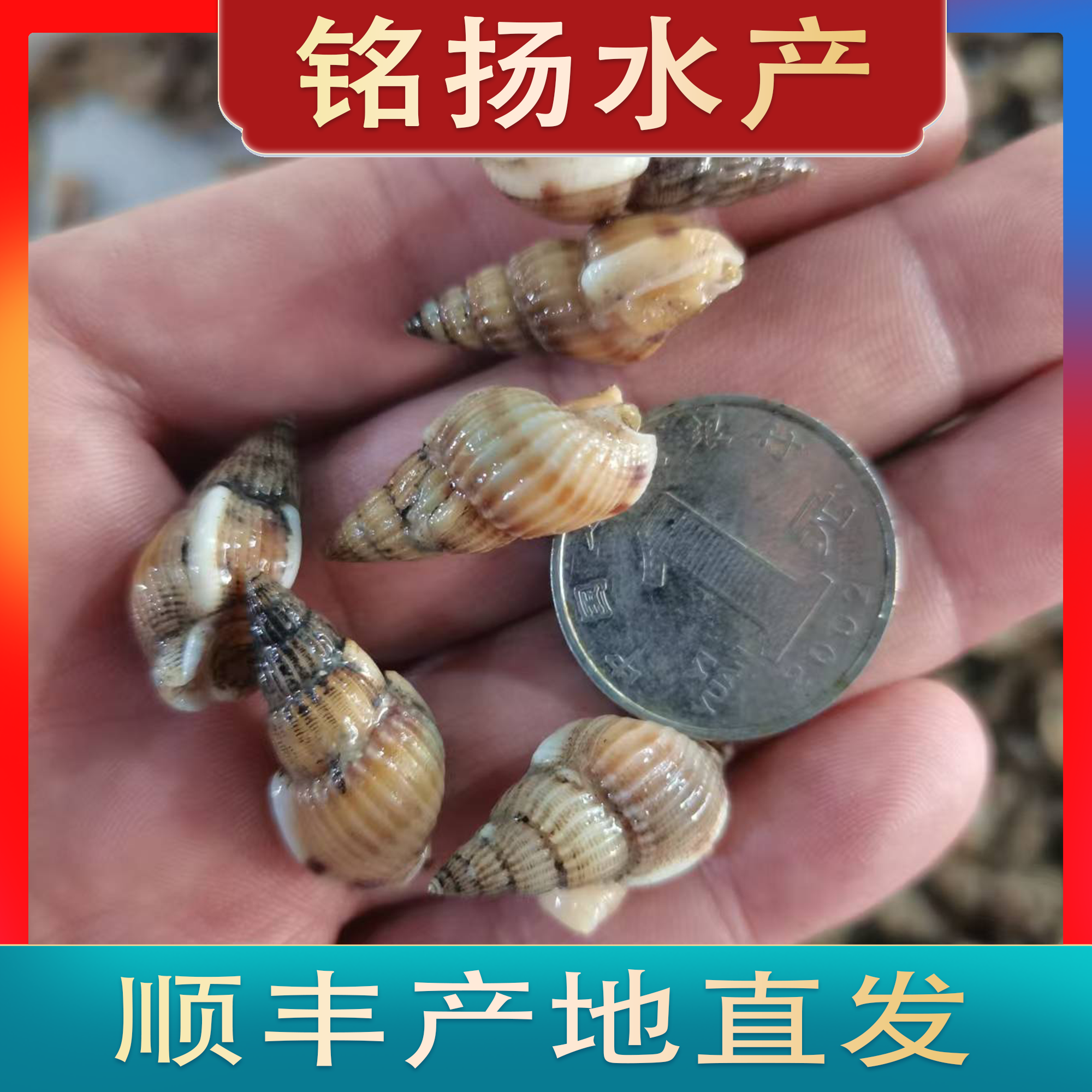 【特大海锥】海螺丝 海撒 鲜活发货   海螺丝 顺丰