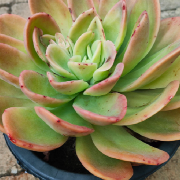 金辉   精品多肉植物 新手好栽 好养 云南发货