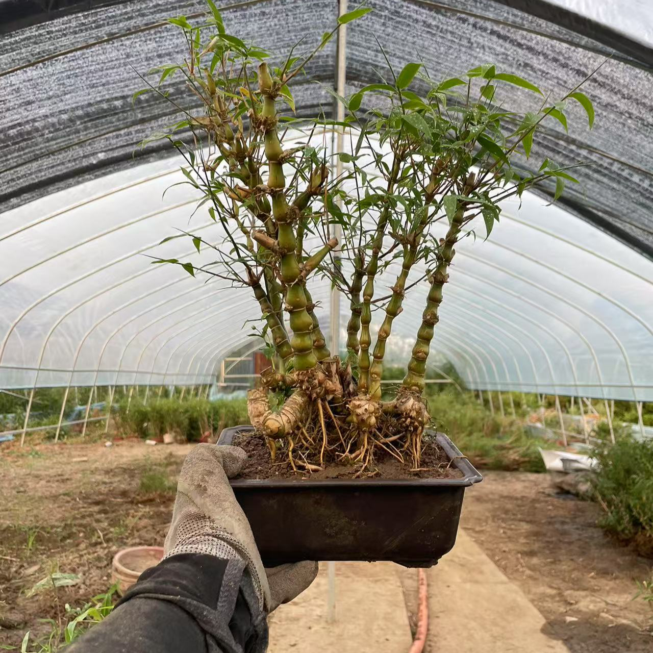 梵花御景，盆景竹子