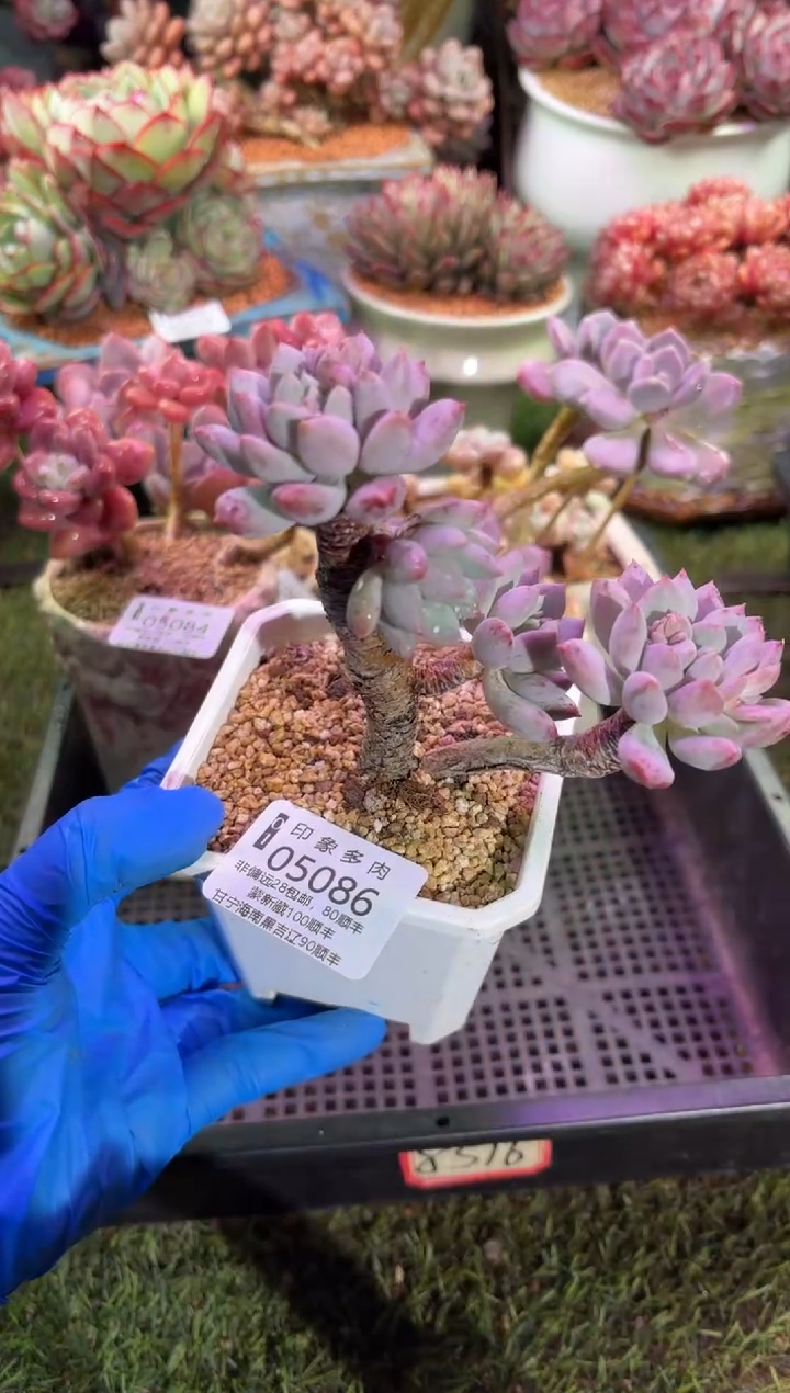 【闪购商品】05086