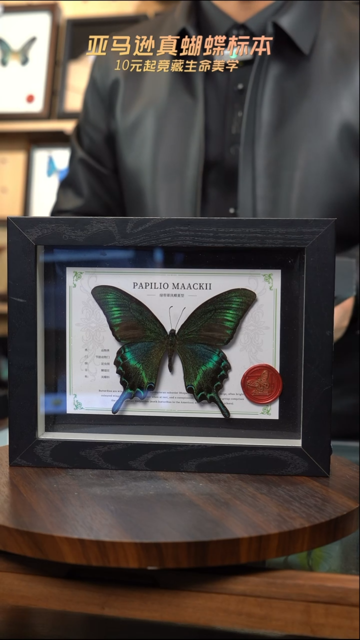 绿带翠凤蝶夏型8寸黑框国风版