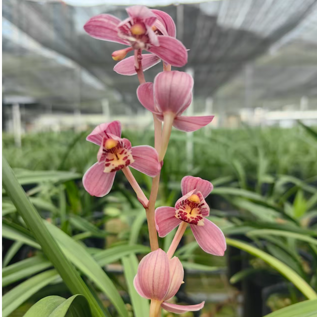 兰花直播间一物一怕110-200脱盆裸根发货兰花绿植