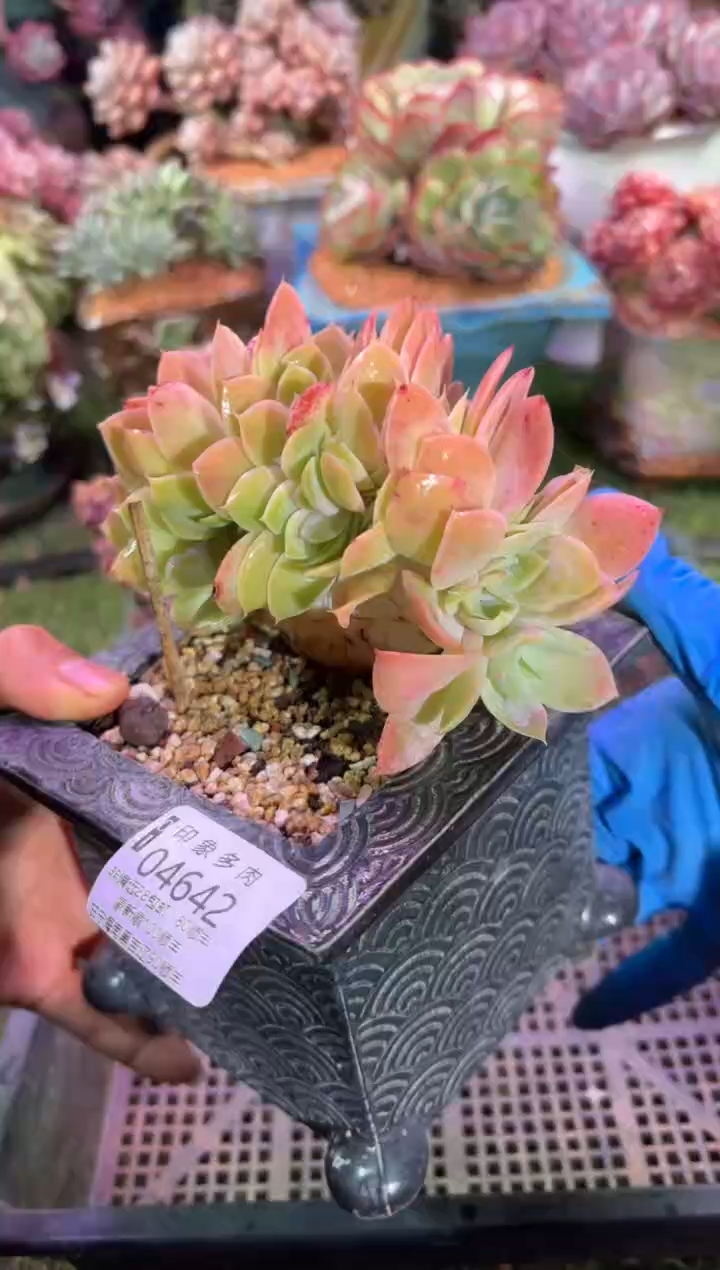 【闪购商品】04642