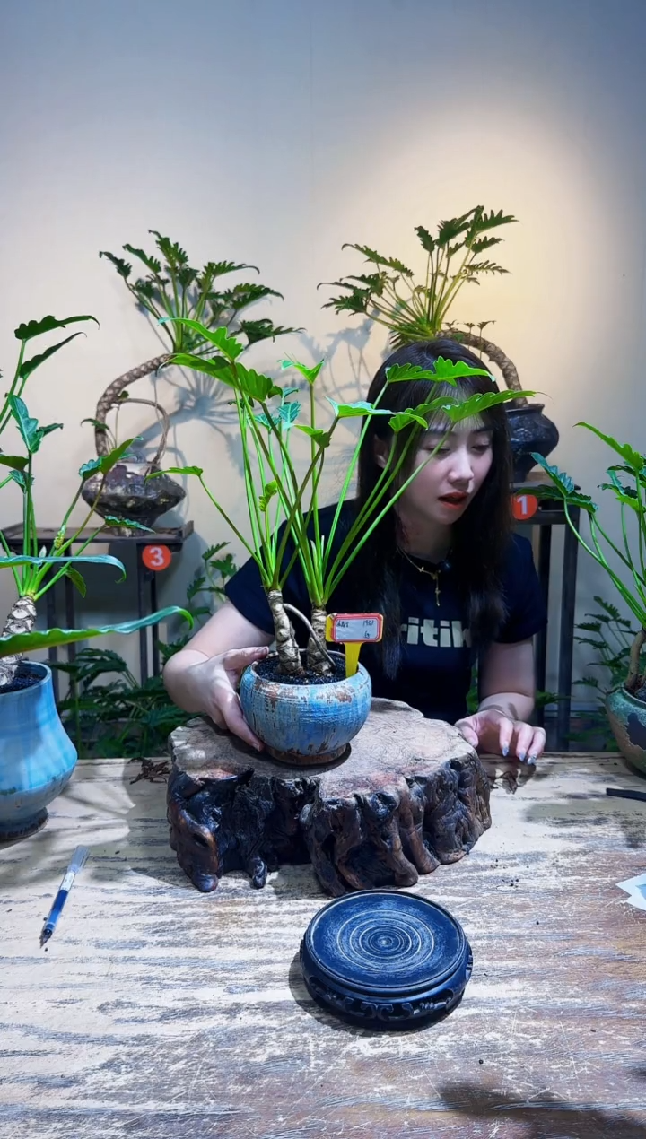 无花朵婧****?龙鳞小天使58