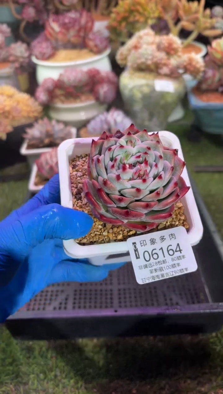 【闪购商品】06164