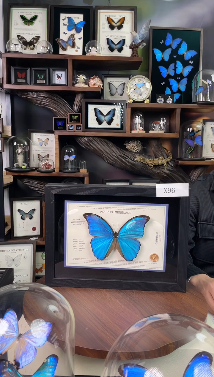 大蓝闪蝶-横向悬浮款【A4平面框】