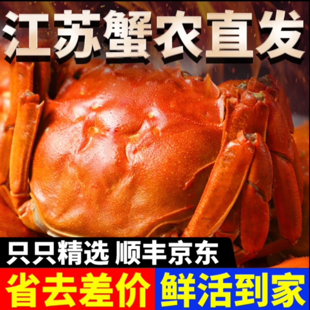 【苏州活蟹现货】江苏鲜活大闸蟹纯母蟹4.8-4.5两/只10只精品金标蟹全母 海鲜 鲜活现捞ZB