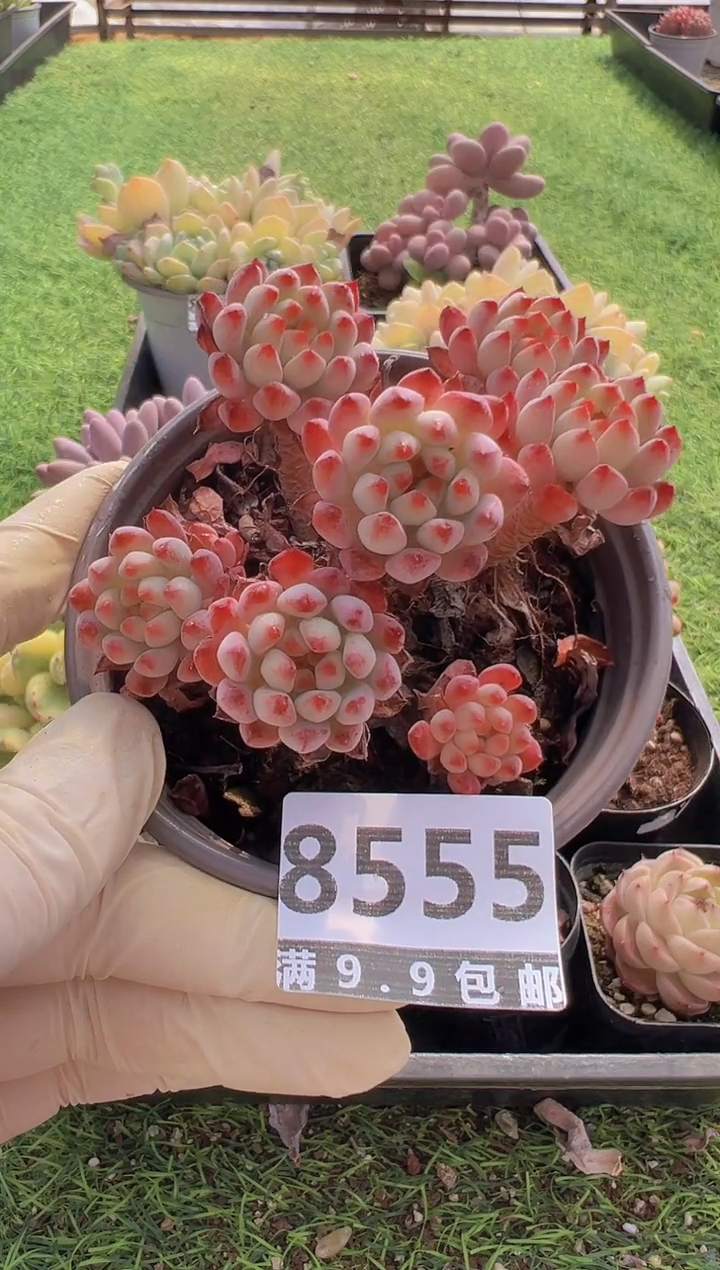 【闪购商品】信福多肉一物一拍