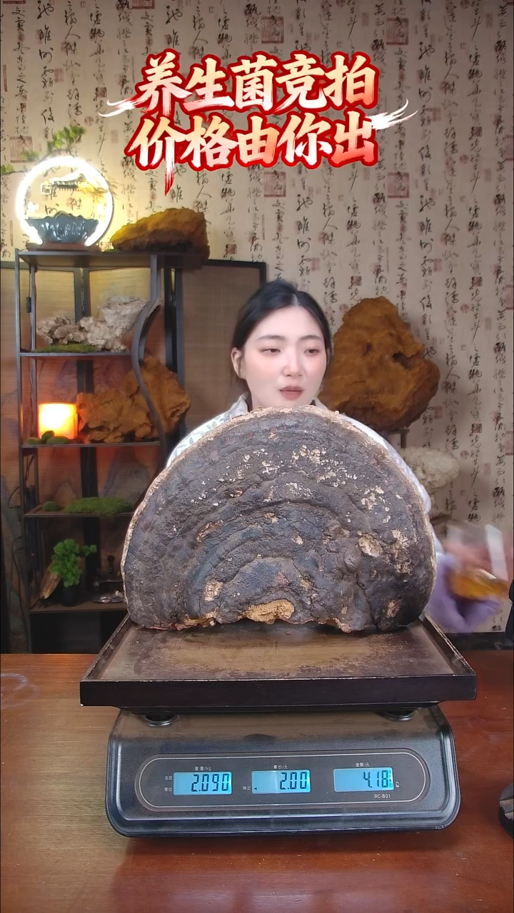 红缘拟层孔菌中国大陆【藏区野生】红缘树舌（4.18斤）40-50年份