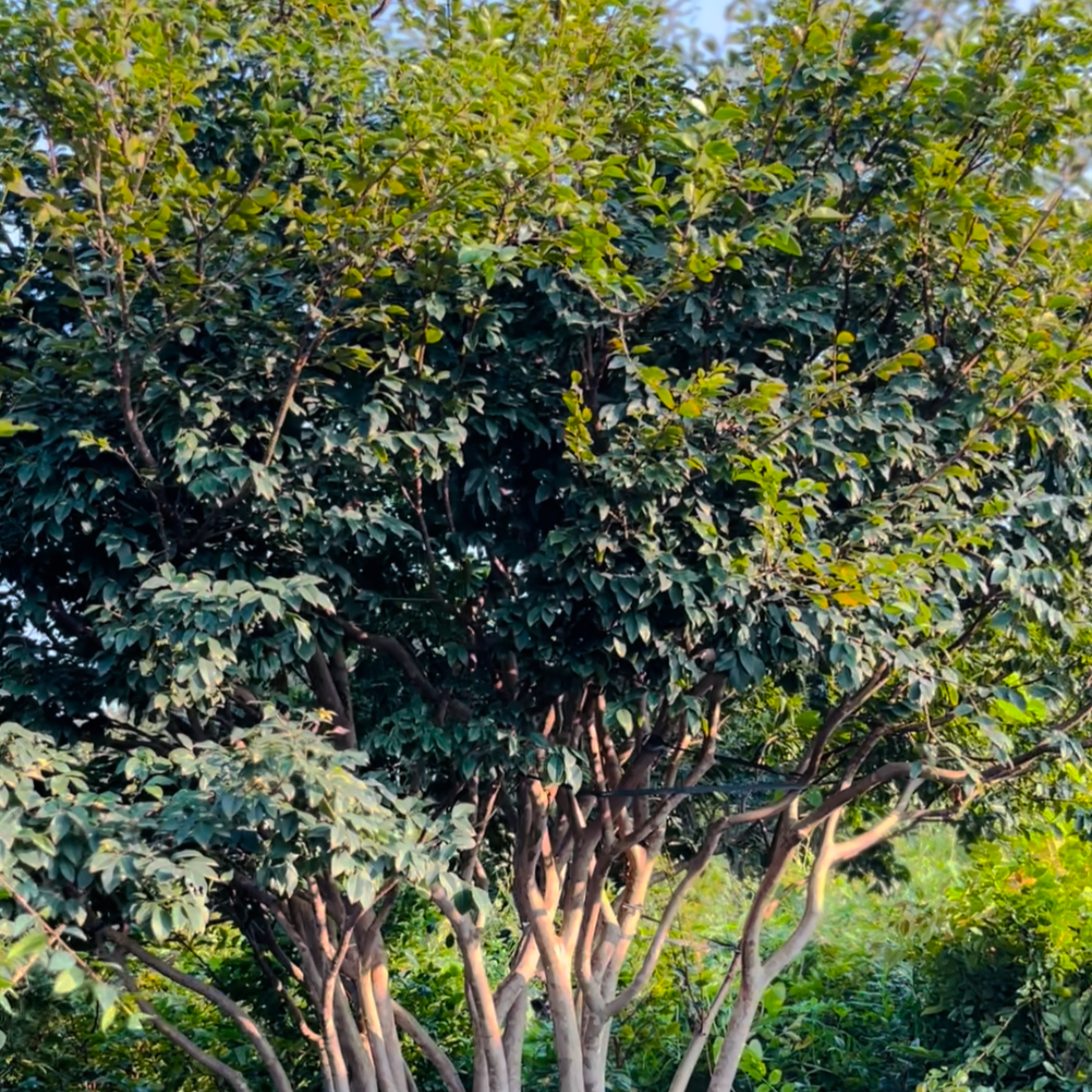 20年四季红妃苗庭院种植