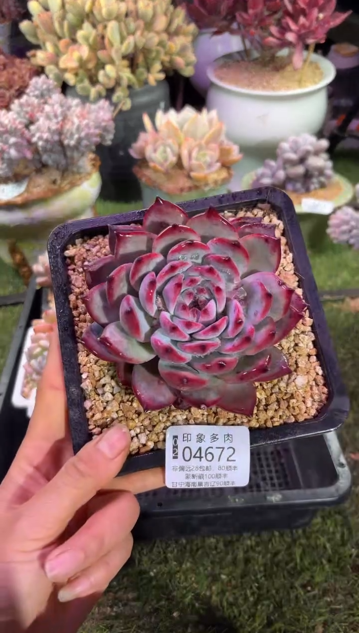 【闪购商品】04672