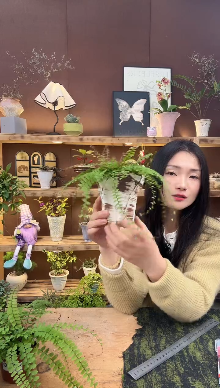 无花朵041曼舞铁线蕨加盆一套