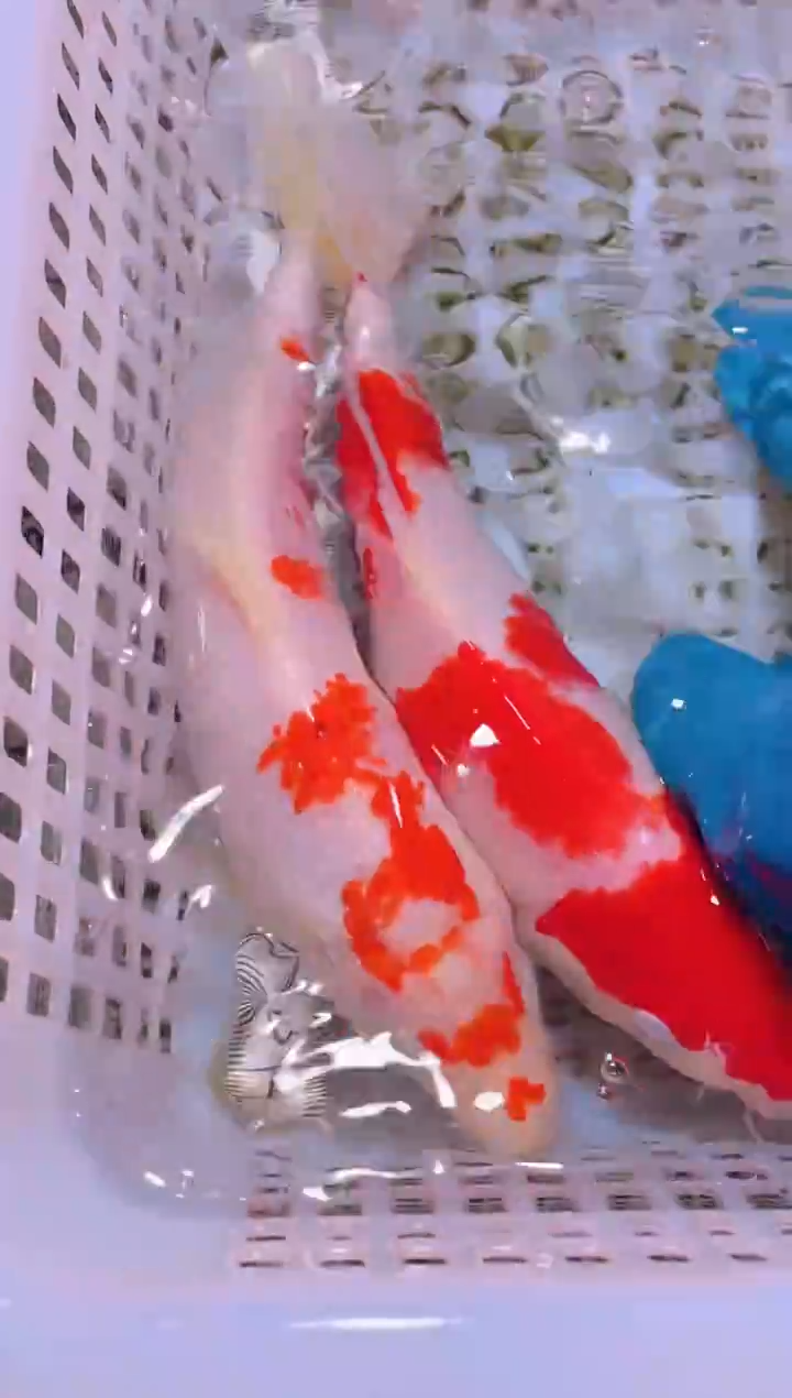 锦鲤冷水观赏鱼全场包邮80