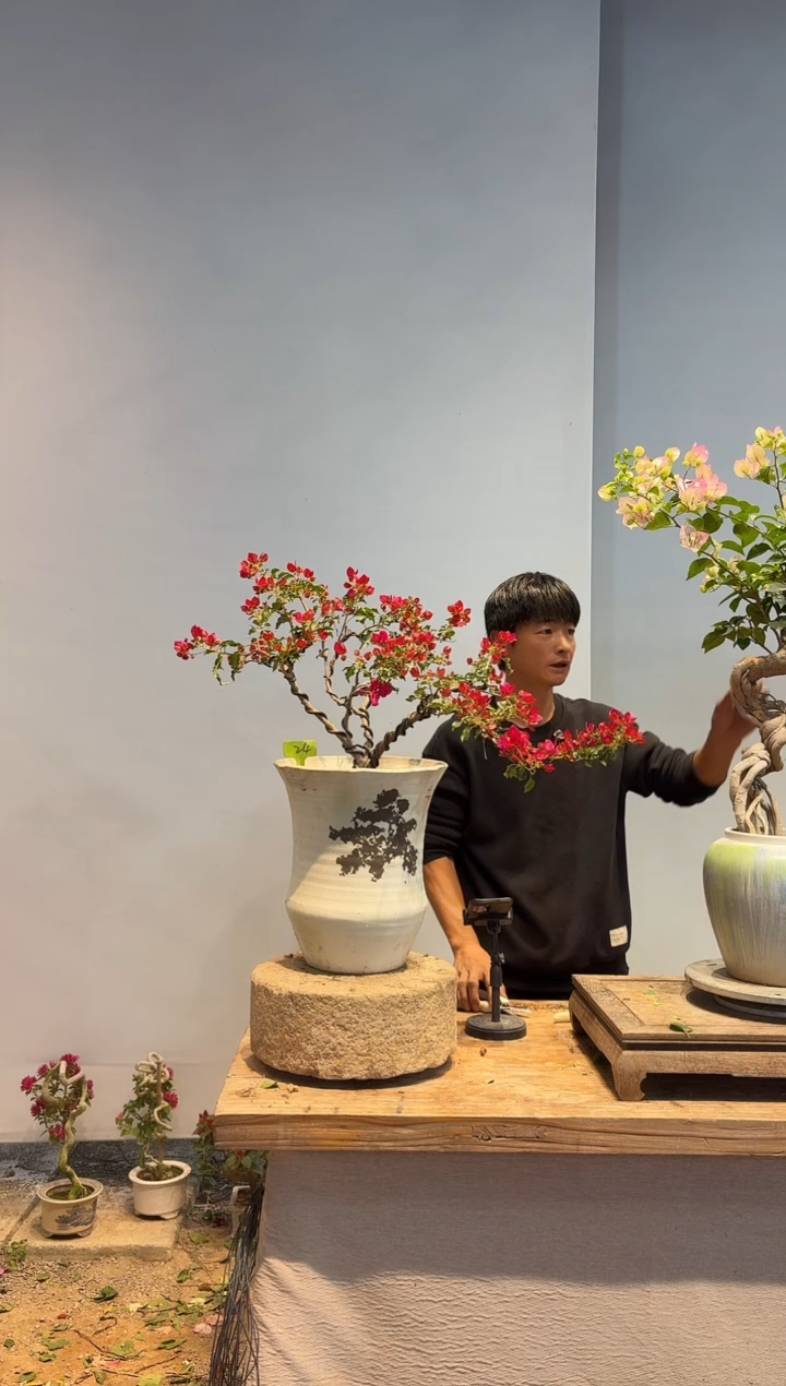 以实际为准三角梅24