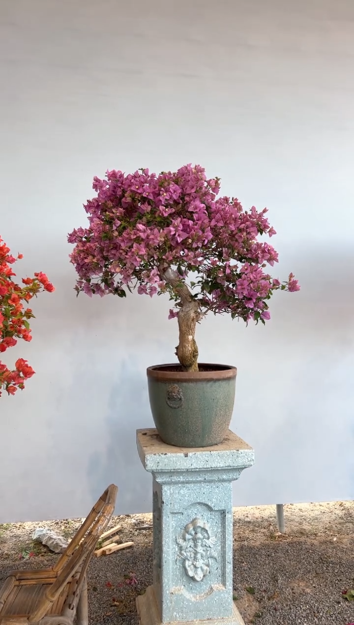 【闪购商品】AA938