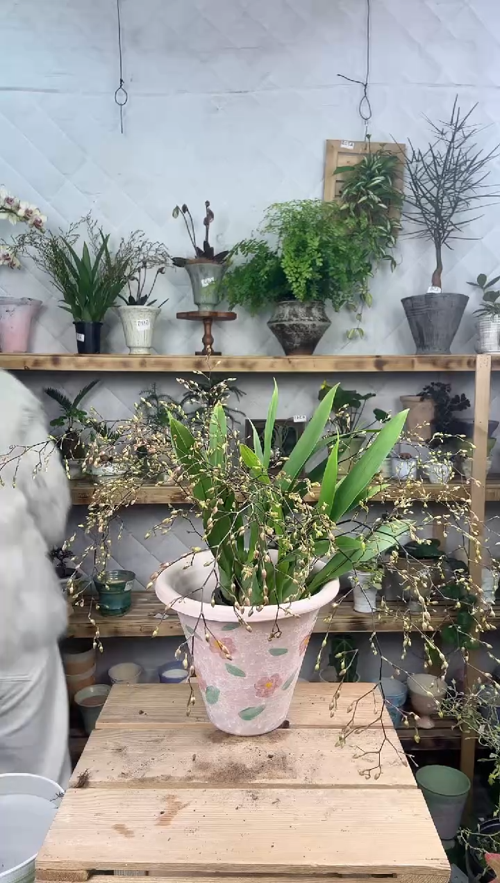 无花朵C****起581文心兰加盆一套