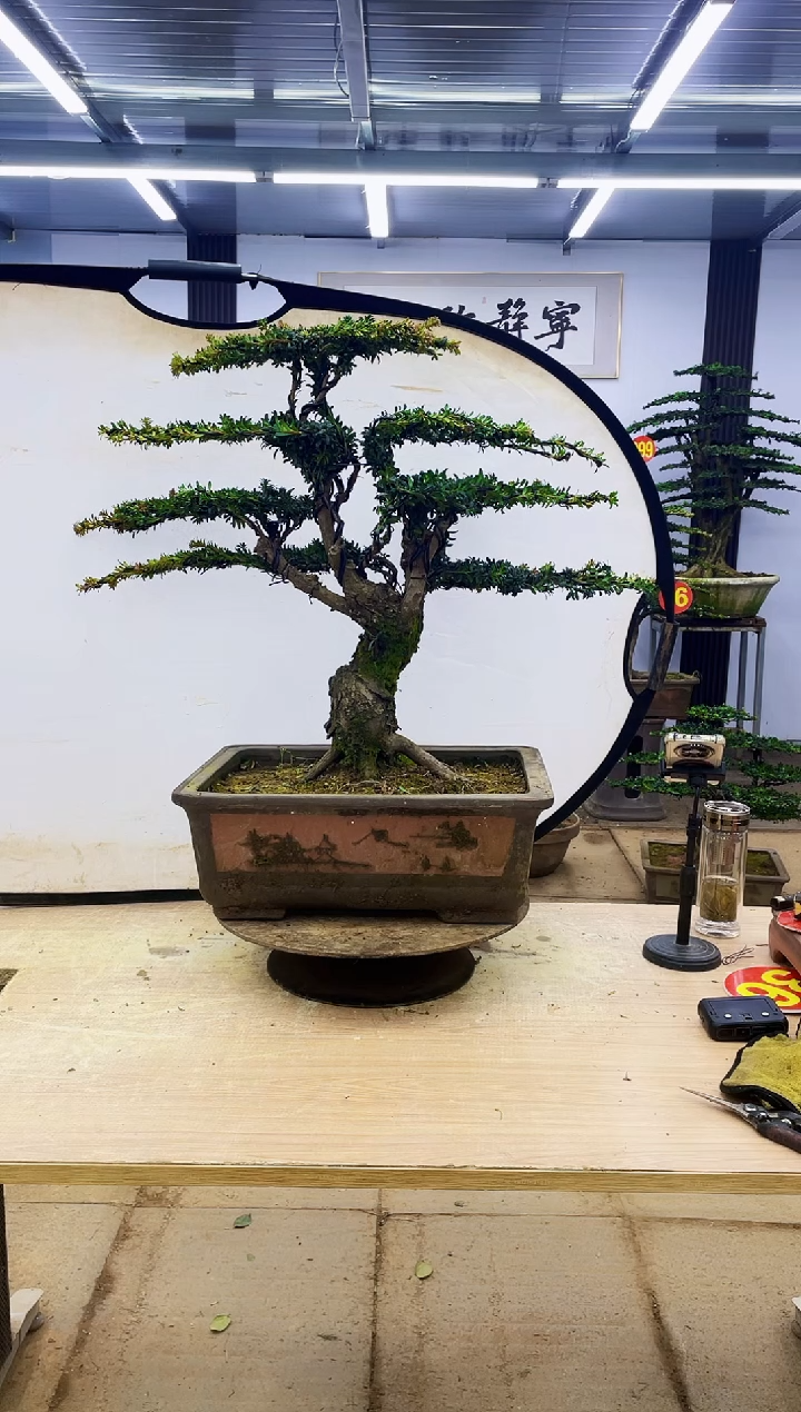 无花朵刘*00000000000000000