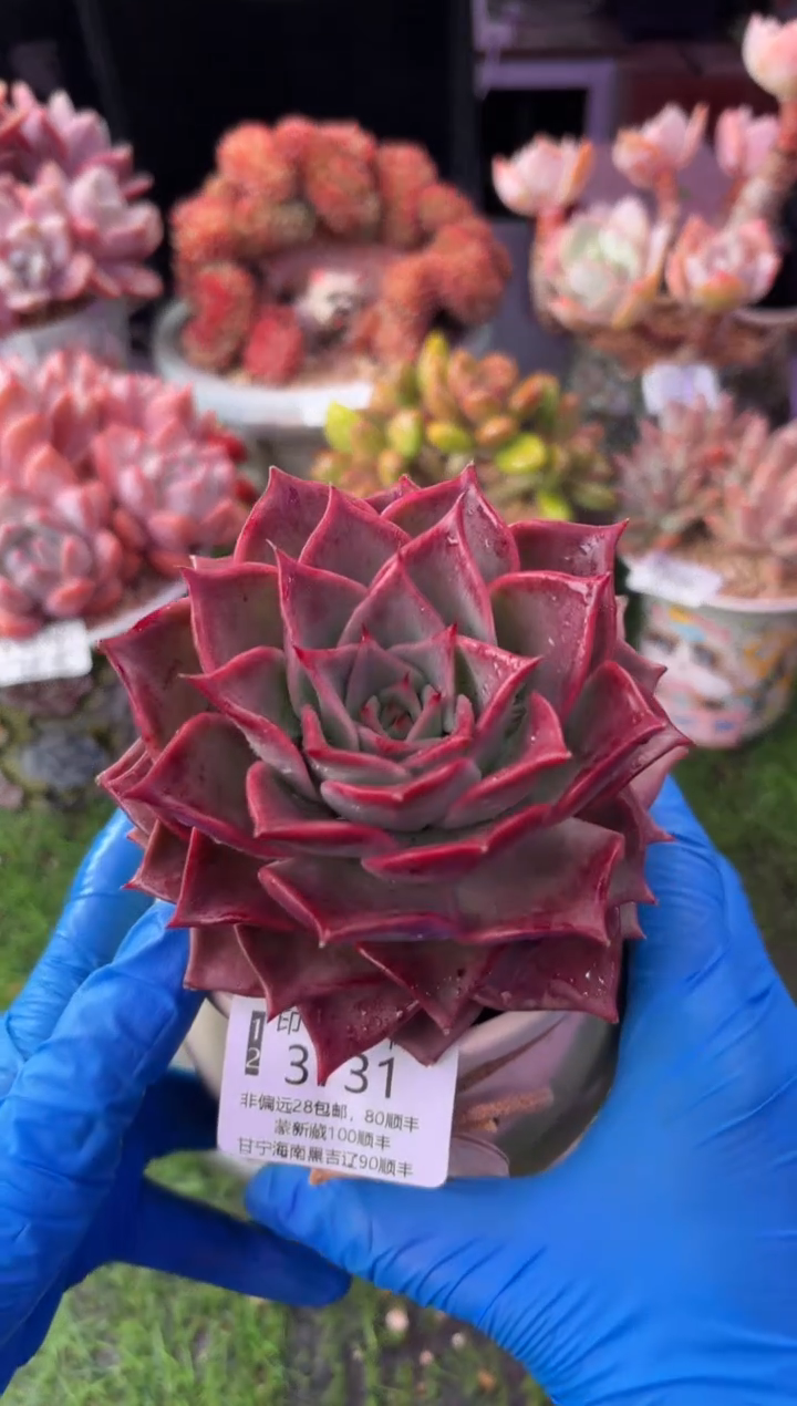 昆明印象多肉3731