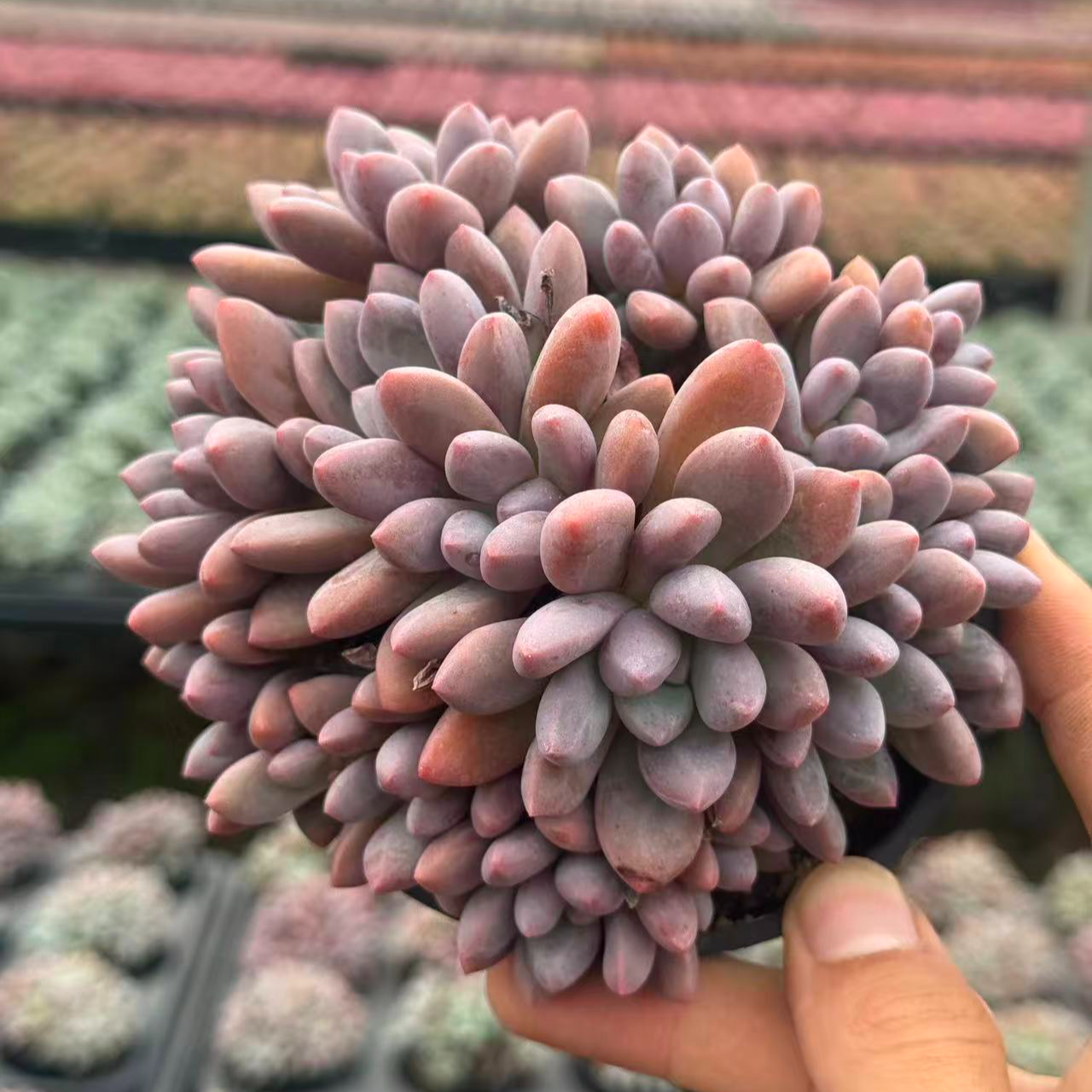 10#踏雪多肉植物  前男友精品多肉AB3-57