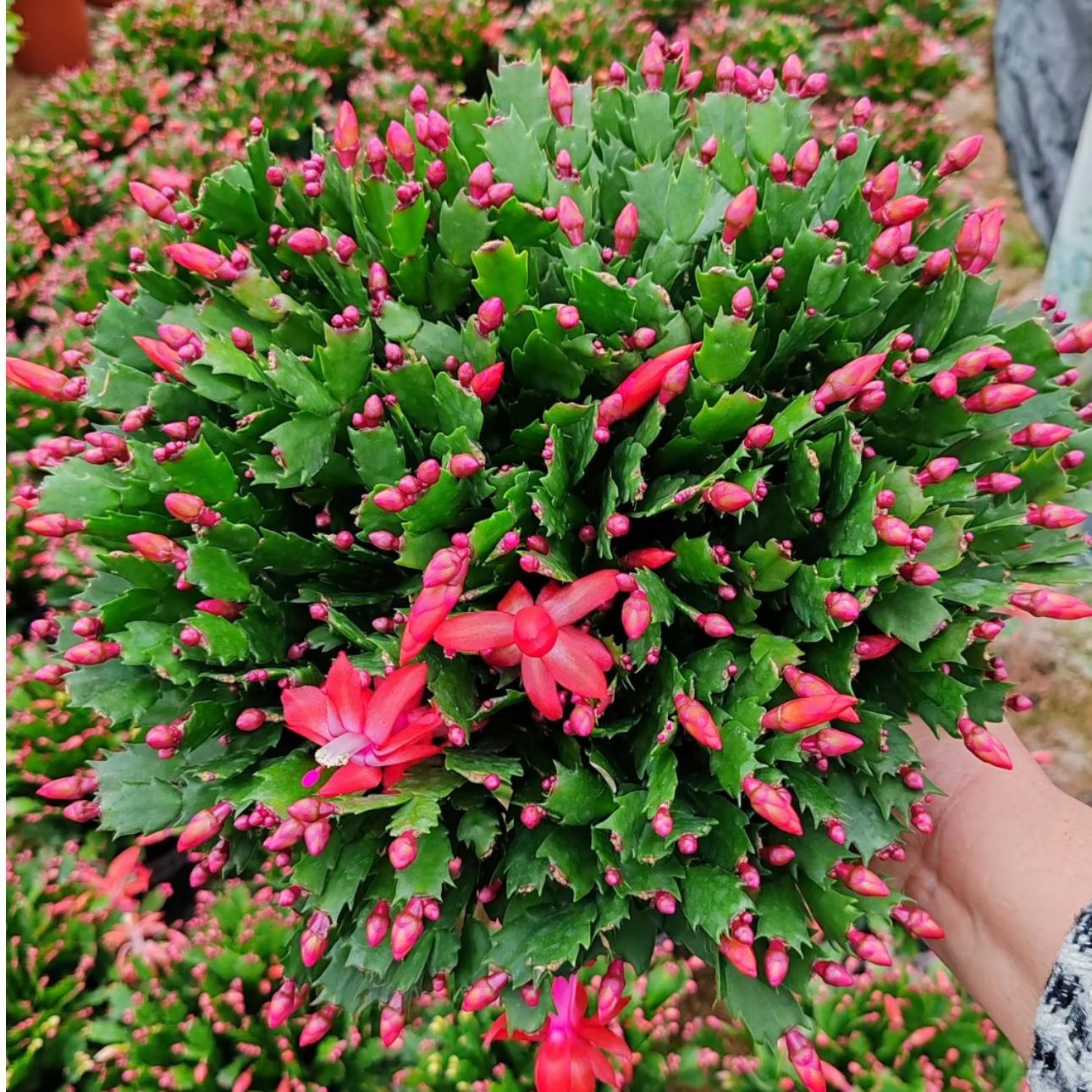 网红植物【加勒比】蟹爪兰盆栽带花苞发货室内办公室花卉好养易活