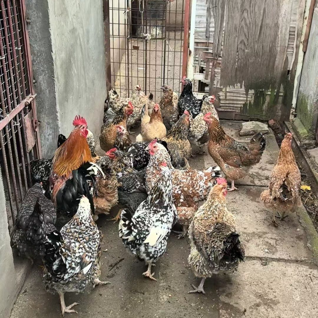 农村散养土鸡全国发